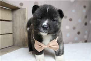 Lucca - Akita for sale