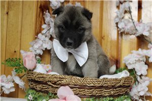 Logan - Akita for sale