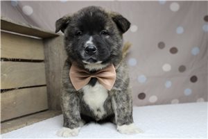 Lucas - Akita for sale