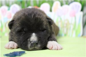 Lucas - Akita for sale