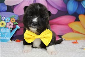 Luna - Akita for sale