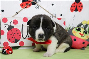 Levi - Akita for sale