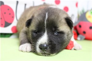 Lincoln - Akita for sale