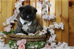 Lucas - Akita for sale