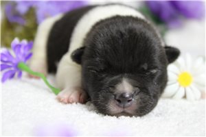 Liam - puppy for sale