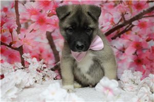 Logan - Akita for sale
