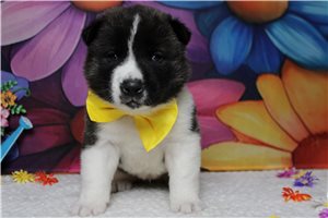 Levi - Akita for sale
