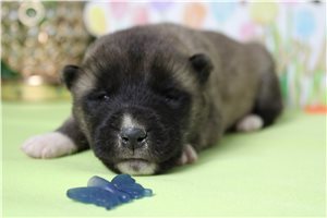Logan - Akita for sale