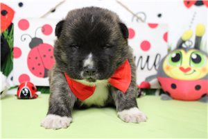 Lucas - Akita for sale