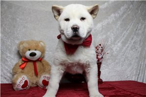 Nole - Akita for sale