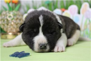 Levi - Akita for sale