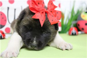 Layla - Akita for sale