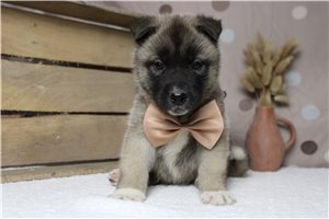 Logan - Akita for sale