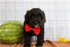 Sarge - Aussiedoodle for sale