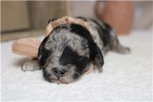 Murphy - Aussiedoodle for sale