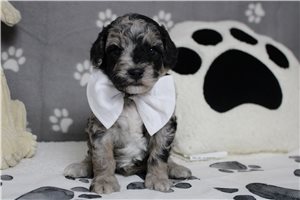 Murphy - Aussiedoodle for sale
