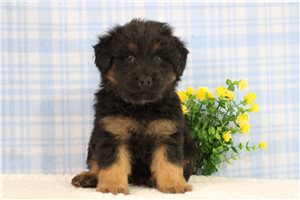 Sask - puppy for sale
