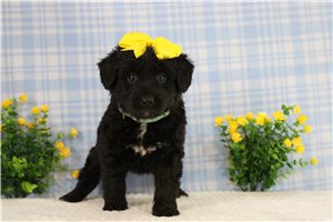 Sass - Aussiedoodle for sale