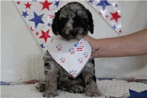 Murphy - Aussiedoodle for sale