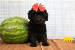 Saylor - puppy for sale