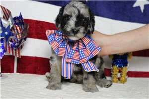 Murphy - Aussiedoodle for sale