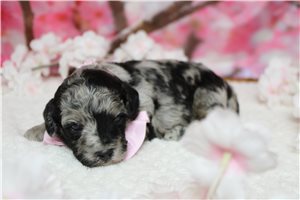 Murphy - Aussiedoodle for sale