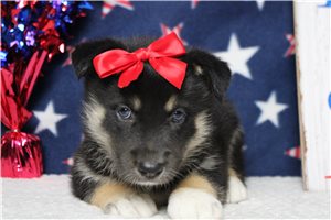 Galilee - Mixed/Other for sale