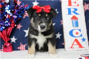 Molly - Mixed/Other for sale