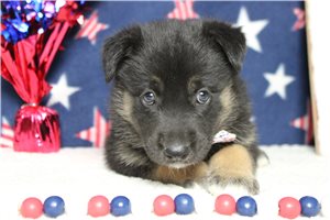 Goose - Mixed/Other for sale