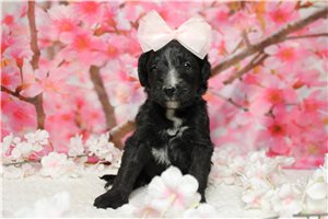 Persephone - Bernedoodle for sale