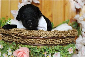 Pheonix - Bernedoodle for sale