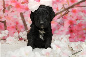 Polly - Bernedoodle for sale