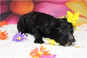 Persephone - Bernedoodle for sale
