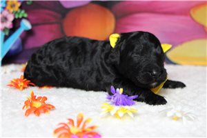 Pheonix - Bernedoodle for sale