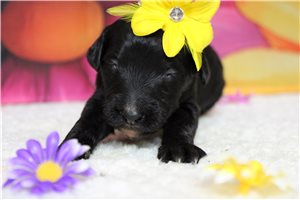 Polly - puppy for sale