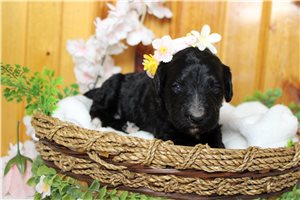 Persephone - Bernedoodle for sale