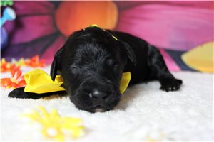 Pepper - Bernedoodle for sale