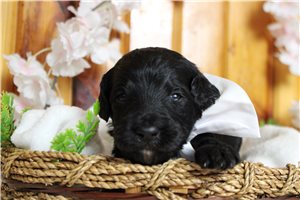 Pepper - Bernedoodle for sale