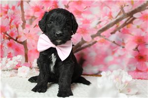 Pepper - Bernedoodle for sale