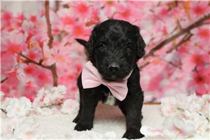 Pheonix - Bernedoodle for sale