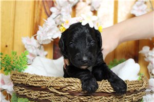 Polly - Bernedoodle for sale