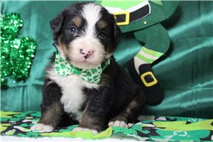Finn - Bernese Mountain Dog for sale