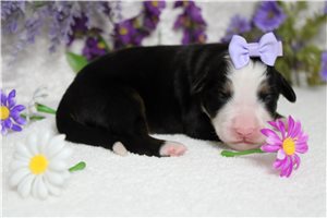 Eleanor - Bernese Mountain Dog for sale