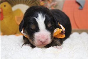 Edmond - puppy for sale