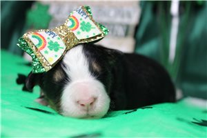 Franny - Bernese Mountain Dog for sale