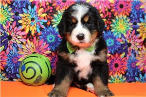 Jasper - Bernese Mountain Dog for sale