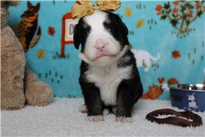 Eleanor - Bernese Mountain Dog for sale