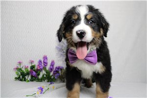 Finn - Bernese Mountain Dog for sale