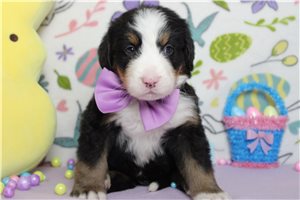 Forrest - Bernese Mountain Dog for sale