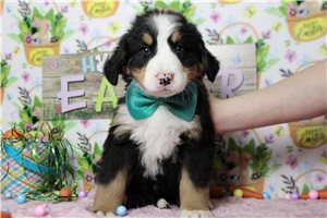 Forrest - Bernese Mountain Dog for sale